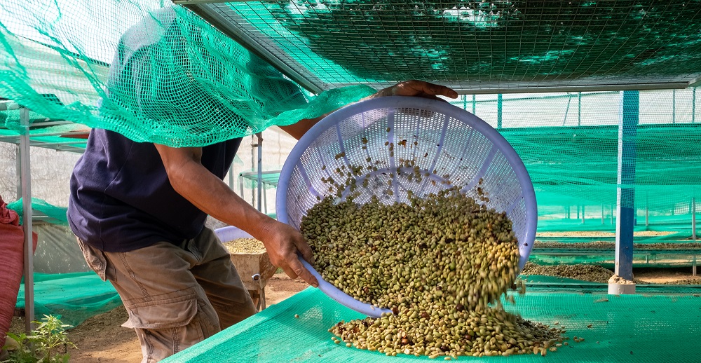 susenie kavovych zrn